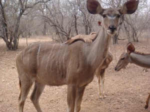 One of our visitors this morning - a lovely Kudu female