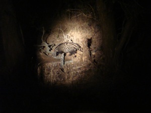 The civet that I was lucky enough to get a decent(ish) photo of!