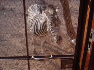 One times curious Zebra at the door