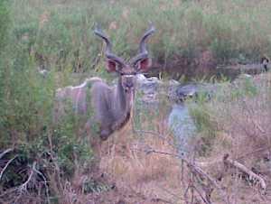 Photo of the Kudu taken by my mom - thanks mom!