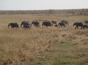 Herd of Elephants - the young ones are so small in comparison.