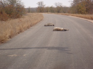 Hyena in the road.